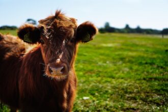 animal disease farm