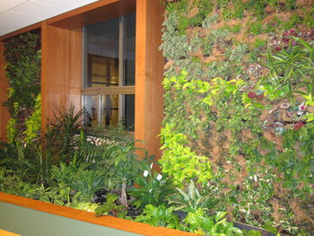 beautiful view plants walls
