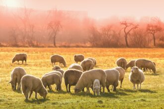 livestock fmd